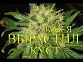 https://www.youtube.com/watch?v=FfL3wQ86Np8