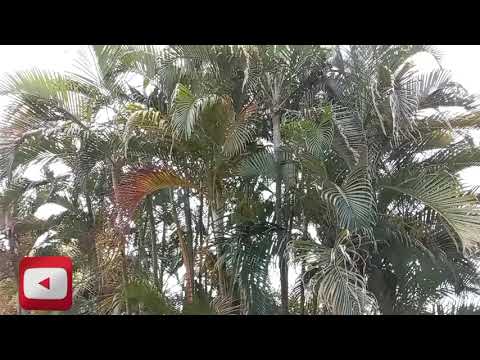 green life Dandeli location wcpm company inside location🌿🌱🍀🌱🥦🌾🎥