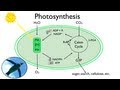 Photosynthesis Fun In The Sun