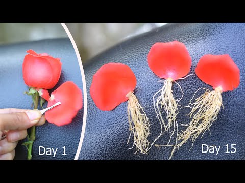 Method of growing Roses from rose Petals | How to propagation Roses | Rose growing tips
