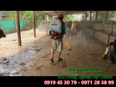 TRẠI BÒ TẤN THANH - TRẠI BÒ BẾN TRE - 0971 28 38 99