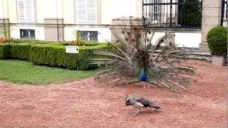 preview picture of video 'Peacock mating - Páření pávů'