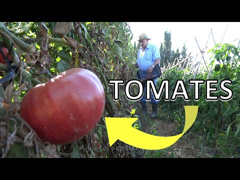 , title : 'El huerto de Isidro: 02. Tomates'