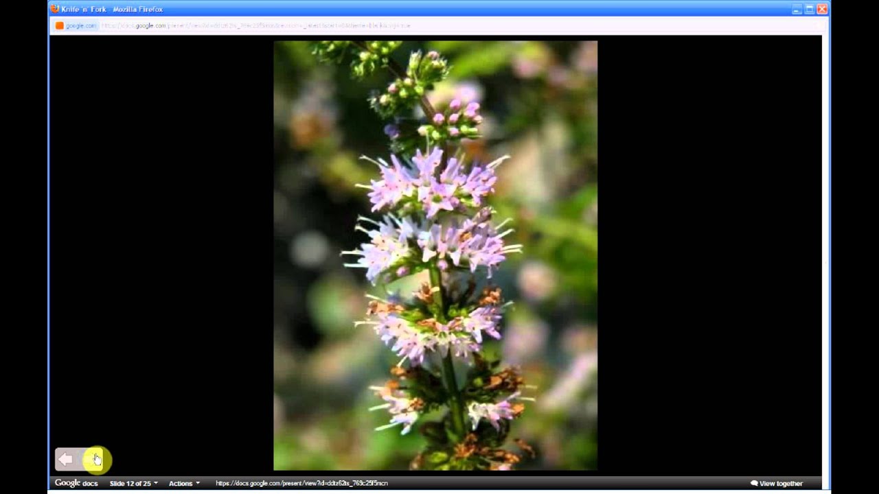 Mentha spicata | Spearmint (Pt 1 of 2) - YouTube