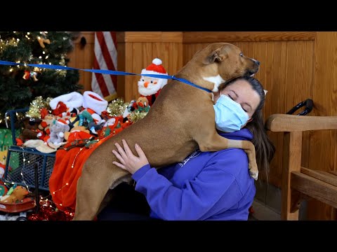 Shelter Dogs Getting to Pick Out Their Own Christmas Gifts — A Special Thank You from SPCA Wake