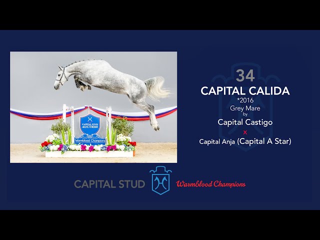 Out Of Capital A Star mare - Capital Calida