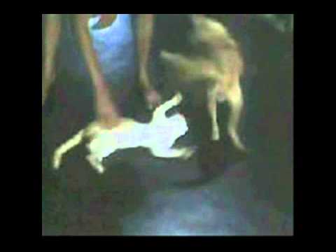 Ira taniyata - W. D. Ariyasinghe