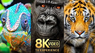 Animals, Wild Creatures & Nature 8K HDR 60FPS ULTRA HD - 4K TV 8K TV #8K #TV