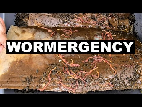 Lasagna Compost Worm Bin in Crisis.