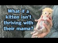 How To Help Mama Raised Kittens Thrive How And When To Step In