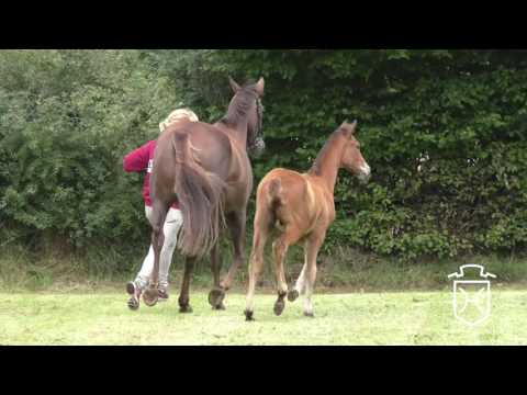 SL004 Hengstfohlen von Cash and Carry - Cancara - Newton