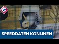 Speeddates voor konijnen in Het Knaaghof: 'Derk is klaar voor de date' - OMROEP WEST