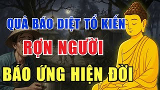 Nghe 15 Câu Chuyện Quả Báo Diệt Tổ Kiến – Nhân Quả Ứng Ngay Hiện Đời