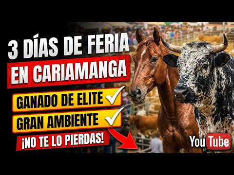 3 DÍAS DE FERIA EN CARIAMANGA 🐮🇪🇨