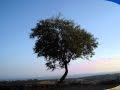 SICILIA.BRUCIA LA TERRA 