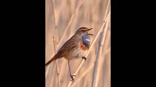 Download lagu Burung Bluethroat bernyanyi dengan indah #bluethroatvoice #birdsounds #nature #birdslover #birdsongs mp3 Download lagu Burung Bluethroat bernyanyi dengan indah #bluethroatvoice #birdsounds #nature #birdslover #birdsongs mp3