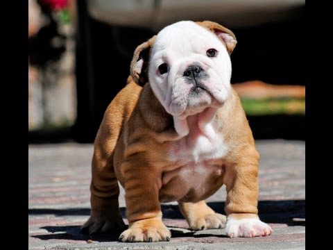 Mauiexpo's Betty Boo