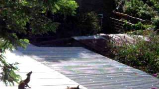 Clapham: Baby Fox Cubs playing on a Roof