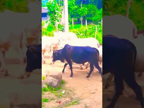 , title : 'Cow videos🙏🙏||Cows||Cow #cowvideos #cow #cows #funnycow #cowcartoon #animals #funnyanimals #shorts'