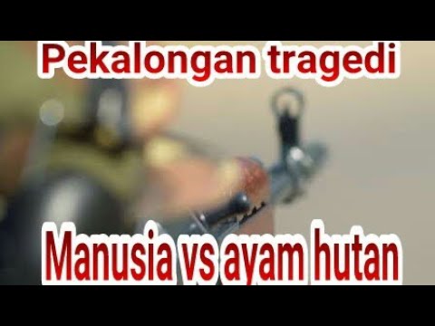 55+ Gambar Ayam Hutan Tertembak Paling Bagus 55+ Gambar Ayam Hutan Tertembak Paling Bagus