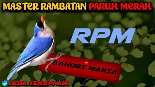 Download lagu MASTER RPM RAMBATAN PARUH MERAH Jeda Terapi Air AMPUH mp3