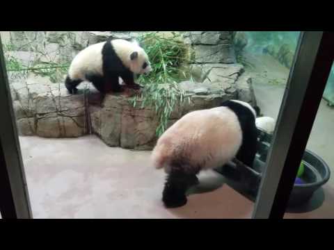 Giant Pandas Bao Bao, Mei Xiang & Bei Bei at Smithsonian Washington DC Zoo 2016