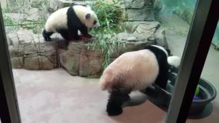 Giant Pandas Bao Bao, Mei Xiang & Bei Bei at Smithsonian Washington DC Zoo 2016