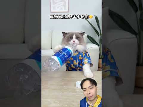 Mèo con chỉ chỗ giấu tiền