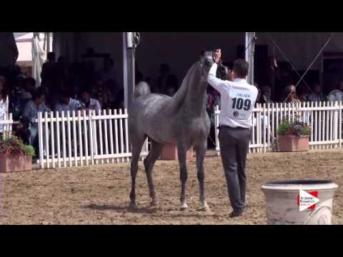 N.109 LOAY AL KHALEDIAH - Menton 2015 - Colts 2 years old (Class 7)