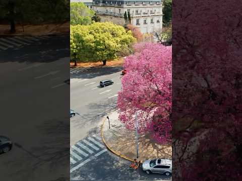 Bs As  pronto se vestirán nuestras calles de colores. Lapachos, jacarandás Reel : @randy.rivas