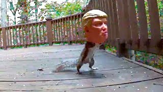 Donald Trump Squirrel Feeder