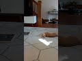 Crazy Orange Tabby And Grey Tuxedo Cat Brothers Playing