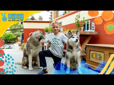 Sid und seine Huskys | ICH bin ICH | Mehr auf kikaninchen.de