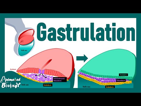 Gastrulation Made Easy | Step-by-Step Explanation of Embryonic Development | Embryology