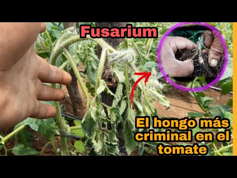 , title : 'Como controlar fusarium en tomate -la emfermedad más criminal en el cultivo'