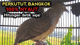 Download lagu PERKUTUT BANGKOK GACOR PANDAI MEMANCING LAWAN BUNYI mp3 Download lagu PERKUTUT BANGKOK GACOR PANDAI MEMANCING LAWAN BUNYI mp3