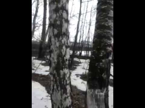 Сбор берёзового сока!!!