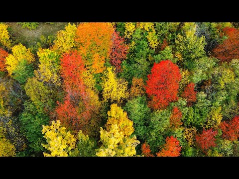 Mihai Toma - Fallen Rainbow