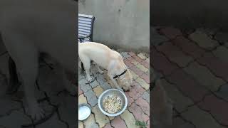 preview picture of video 'Labrador retriever male 9 month old dog sale ..'