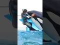 Dolphin Show Cute Dolphin In Swiming Pool Shorts Short