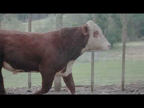 CABANHA BELA ALIANÇA • HEREFORD E BRAFORD