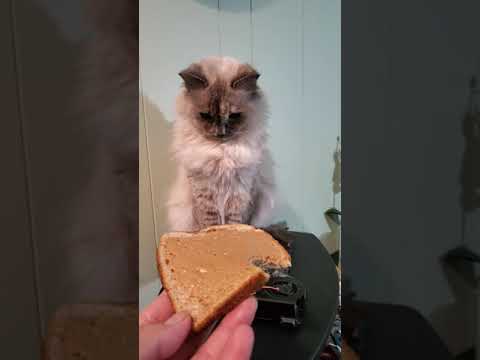 Shally, Do you wanna eat peanut butter toast bread?