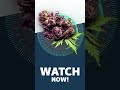Purple Haze - Strainview