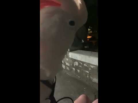 Misha-bird thought he wanted to go outside but he really didn't