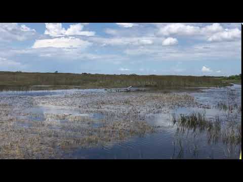 Airboating across the reserve is a pretty amazing adventure