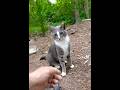 Beautiful Gray Tabby I M Honored To Pet Him ️ Shorts