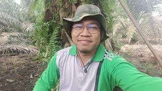 Download lagu Kegiatan Dikebun.. PRUNING.. Perlukah Dilakukan? mp3