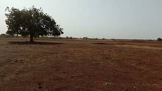  Agricultural Land for Sale in Chitguppa, Bidar
