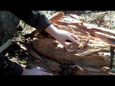 Blackpowder (real) Steampunk Cannon