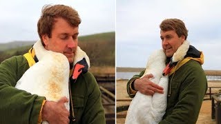 This Man Saved An Injured Swan  Now See How The Swan Repays The Kindness…